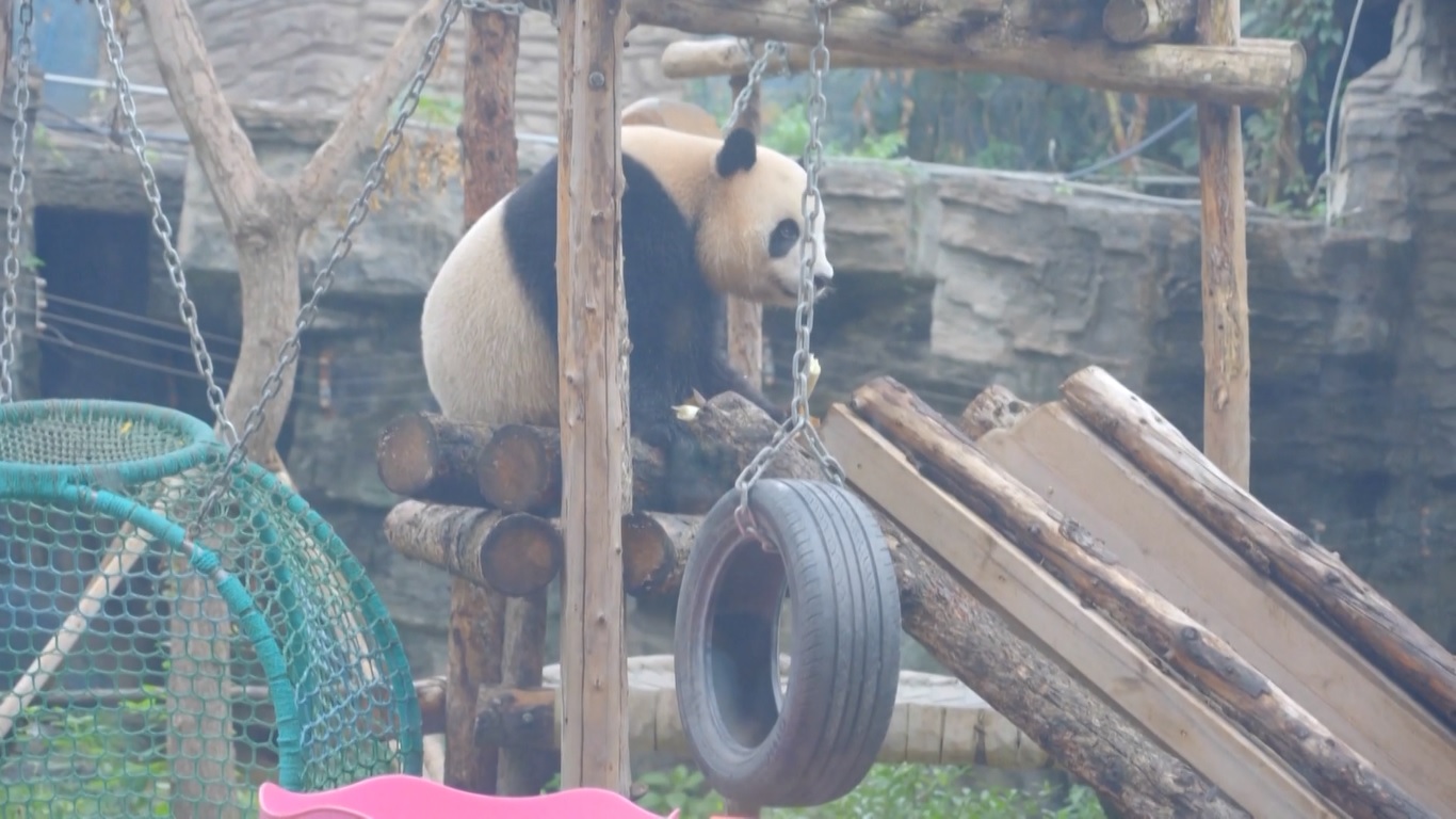 Dua Panda Raksasa di Kebun Binatang Beijing Bertemu Publik pada Festival Pertengahan Musim Gugur