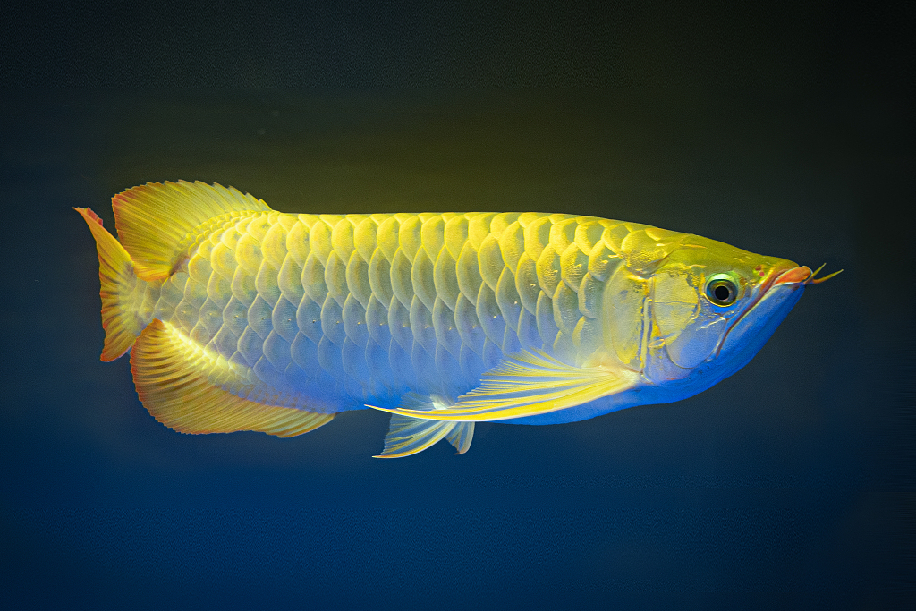 Beberapa nama hewan mungkin menyulitkan orang untuk percaya