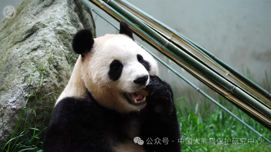 Pusat Penelitian dan Konservasi Panda Raksasa Nasional mengumumkan