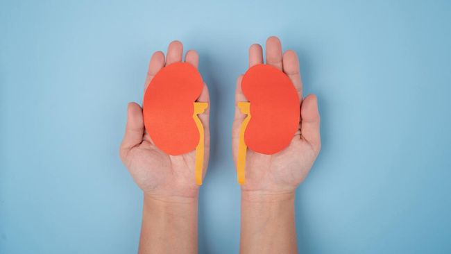 Ginjal merupakan salah satu organ penting dalam tubuh yang memiliki fungsi krusial Salah satunya adalah menyaring darah dan membuang racun dalam tubuh lewat urine