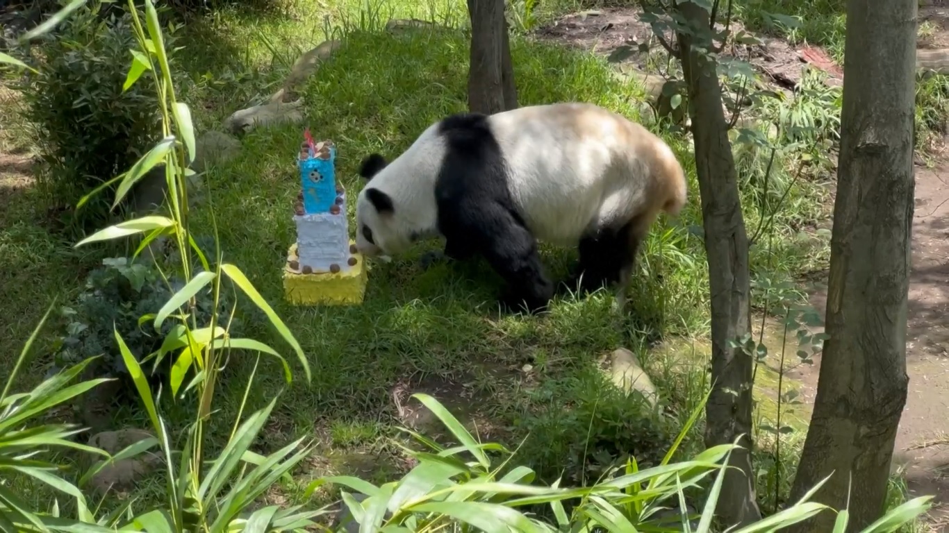 Kebun Binatang Chapultepec Rayakan Ulang Tahun ke-35 Panda Xin Xin di Mexico City