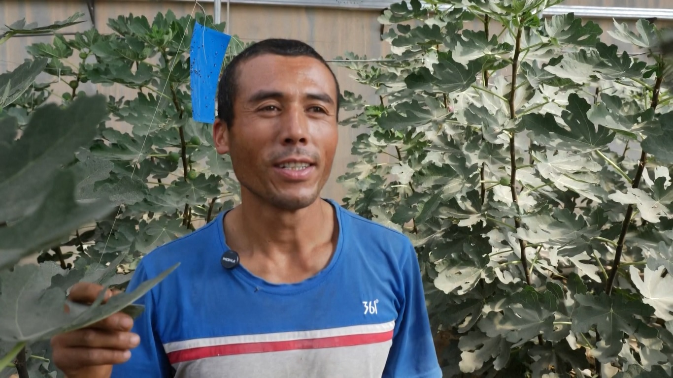 Desa Takut memiliki tradisi budidaya buah ara yang kaya