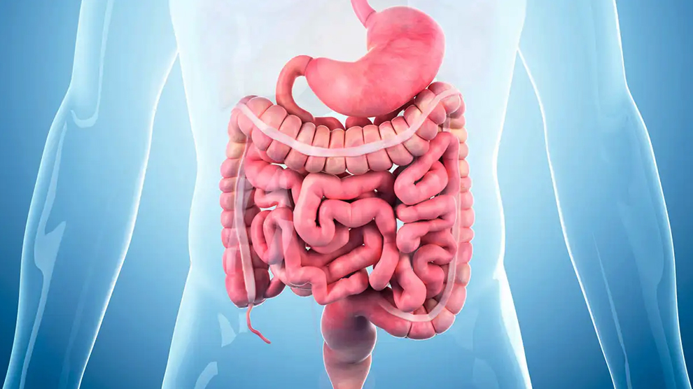 Diet tinggi lemak (HFD) secara luas dianggap sebagai faktor risiko yang signifikan untuk perkembangan berbagai kanker yang ganas