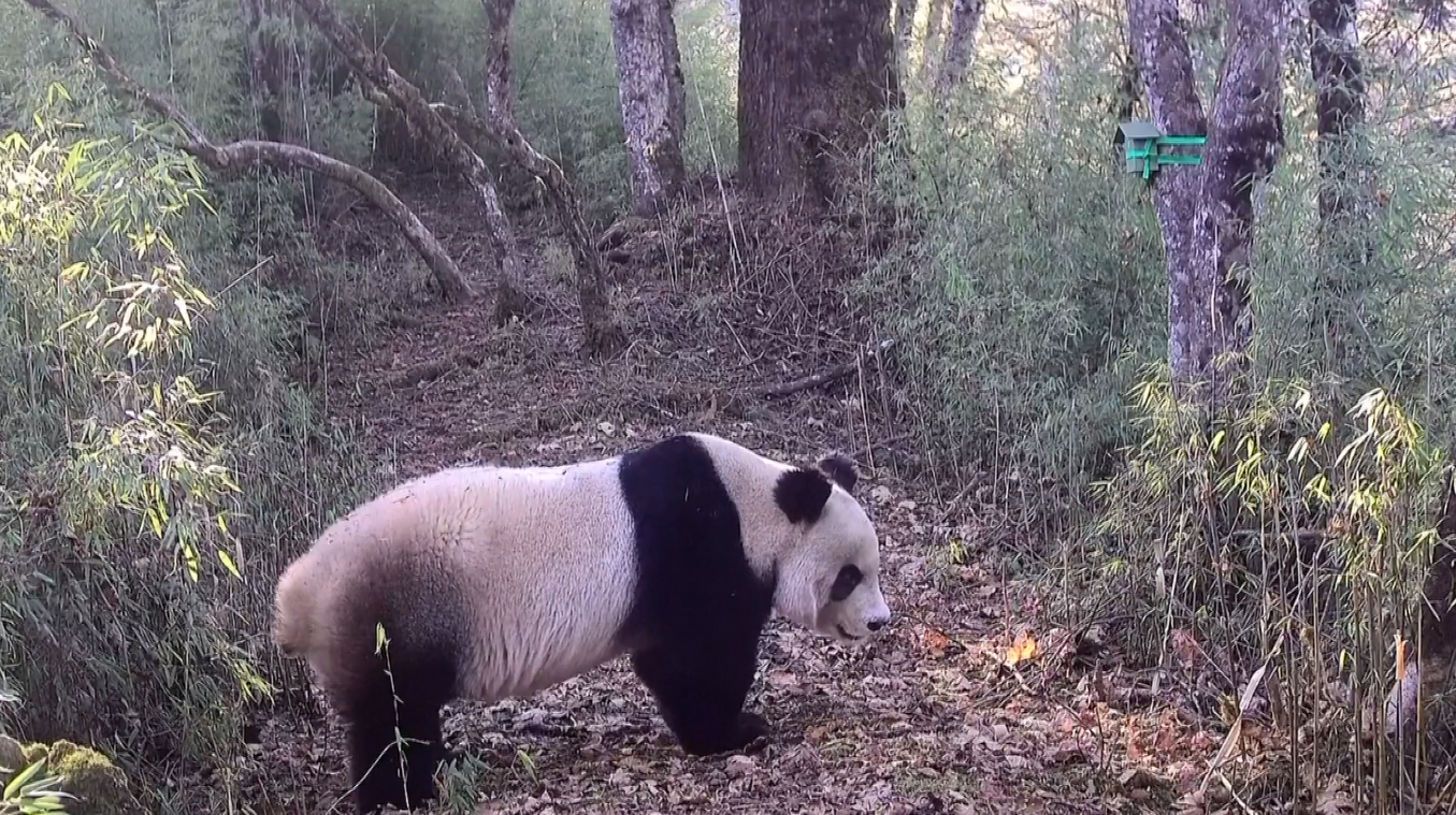 Panda Raksasa Liar Tertangkap Kamera di Sichuan