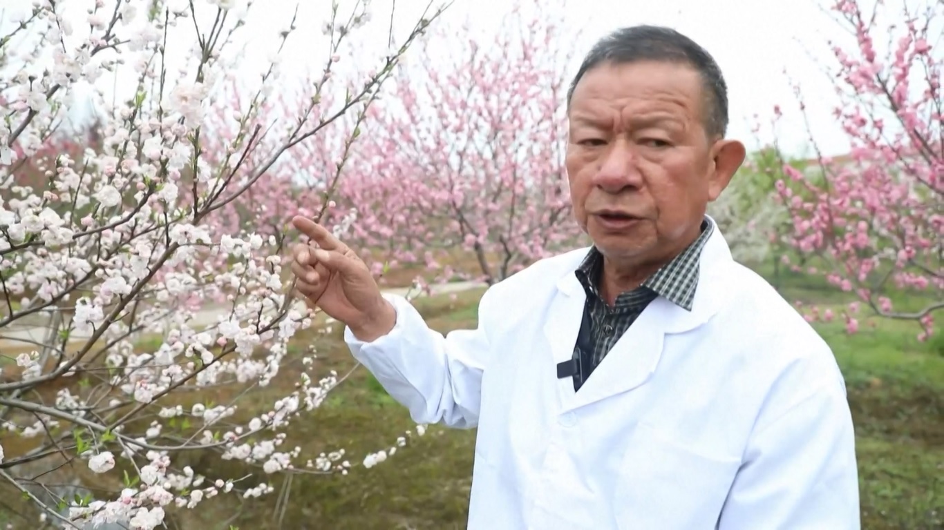 Di daerah pemandangan bunga persik di Kota Changde