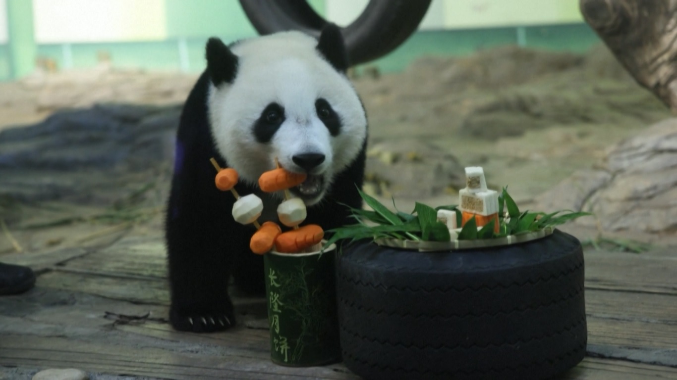 Hewan-hewan di Kebun Binatang Guangzhou dan Shanghai Nikmati Kue Bulan Khusus untuk Festival Pertengahan Musim Gugur