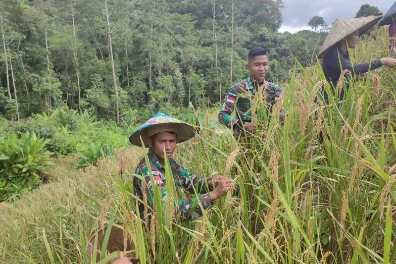 Membantu warga memanen padi sebagai wujud kedekatan prajurit TNI dengan masyarakat