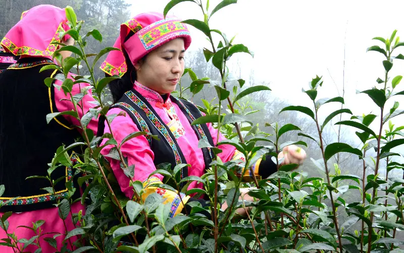 Wanita Qiang Qiang terkenal dengan sulamannya seperti yang ditunjukkan pada sulaman rumit wanita ini Wanita Qiang mengenakan gaun yang terbuat dari kain goni dan katun dengan jaket wol tanpa lengan 