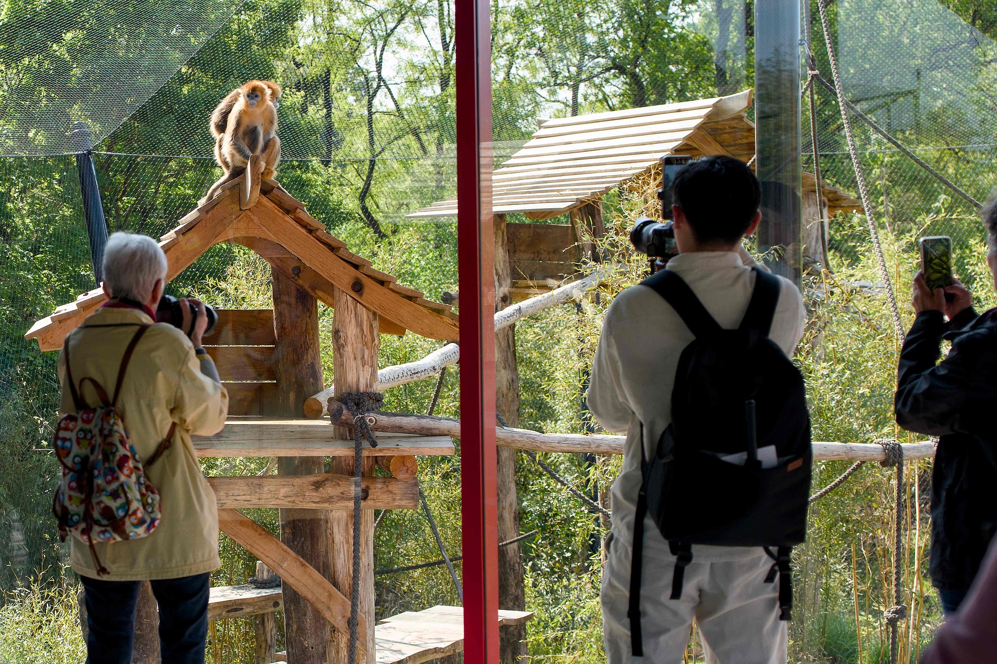 Tiga monyet hidung pesek emas dari Tiongkok melakukan debut publik mereka pada hari Rabu di Kebun Binatang Beauval di Prancis