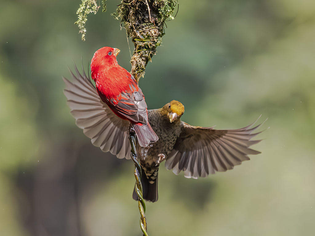Di daerah wisata Baihualing di Baoshan Provinsi Yunnan sekelompok burung menawan ini baru-baru ini terlihat karena habitatnya ideal di sana