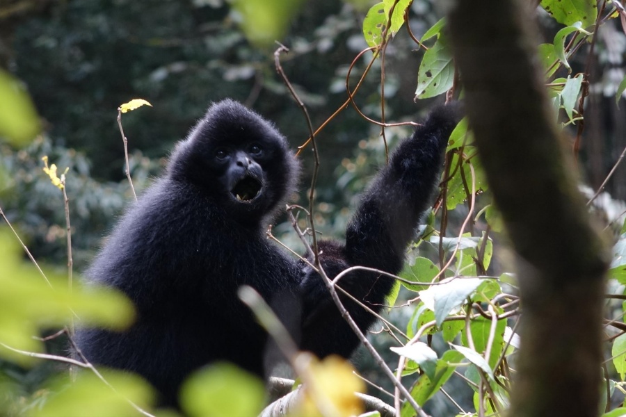 Lingkungan yang masih alami asli ini merupakan rumah bagi banyak makhluk yang kurang dikenal