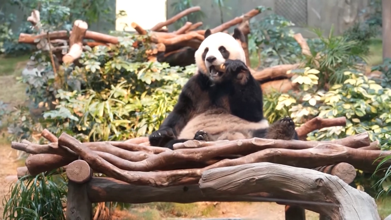 Populasi panda di Hong Kong mencapai enam setelah dua panda raksasa dewasa baru dihadiahkan ke wilayah administratif khusus itu untuk menandai ulang tahun ke-27 kembalinya Hong Kong ke Tiongkok