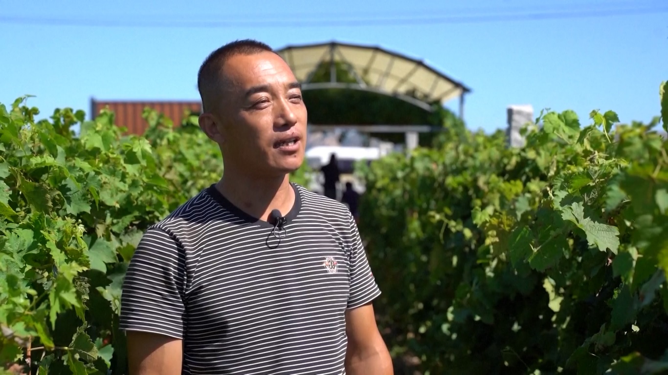 Promosi mekanisasi pertanian yang berkelanjutan juga telah meningkatkan hasil tinggi dan efisiensi industri jelai dataran tinggi di Gansu