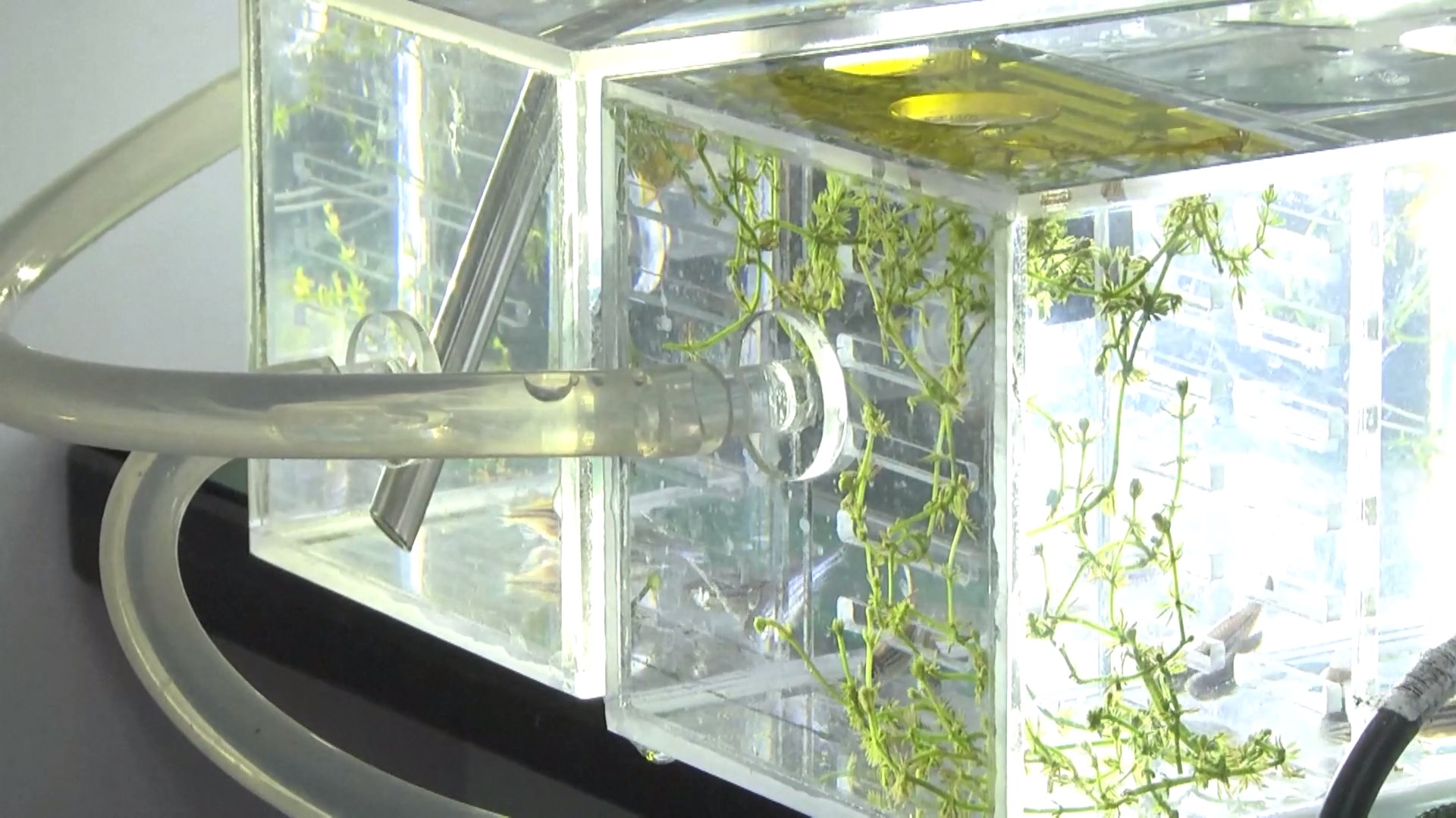 Enam ikan zebra dijadwalkan melakukan perjalanan ke stasiun luar angkasa Tiongkok tahun ini untuk membantu para ilmuwan dalam menyelidiki dampak lingkungan luar angkasa terhadap perkembangan otot dan kerangka vertebrata yang bertujuan untuk meningkatkan kelangsungan hidup manusia di luar angkasa dan memfasilitasi kehidupan antarplanet di masa depan