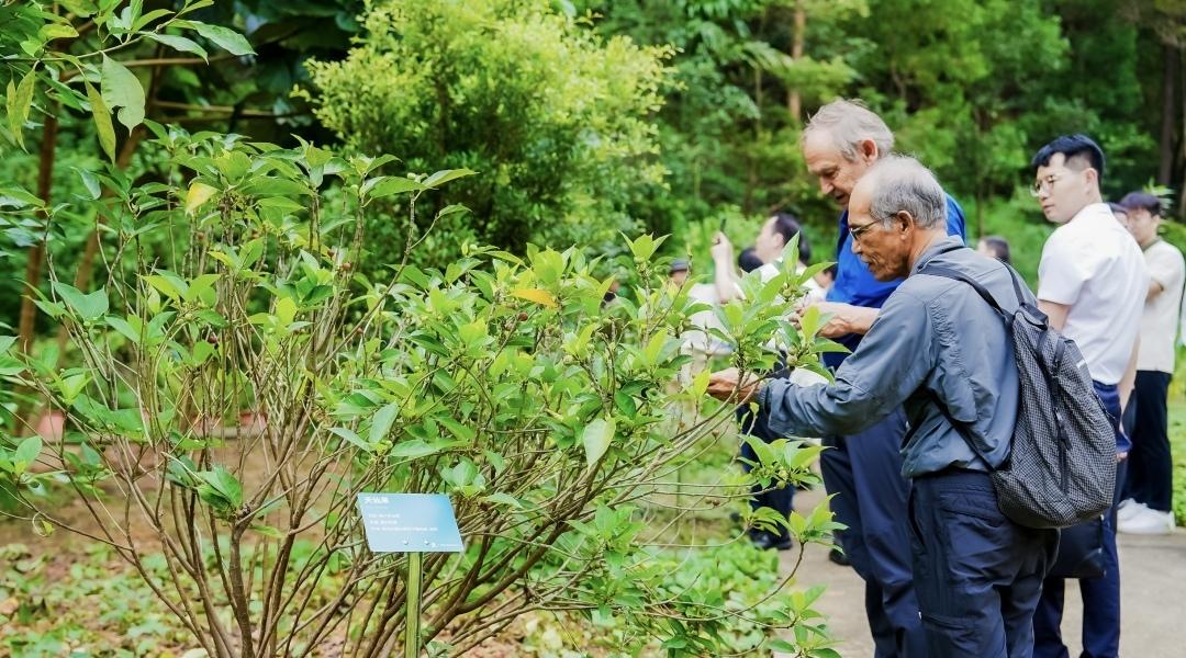Spesies ficus merupakan sumber daya alam yang sangat penting yang memainkan peran kunci dalam menjaga keanekaragaman hayati perkotaan dan fungsi ekosistem