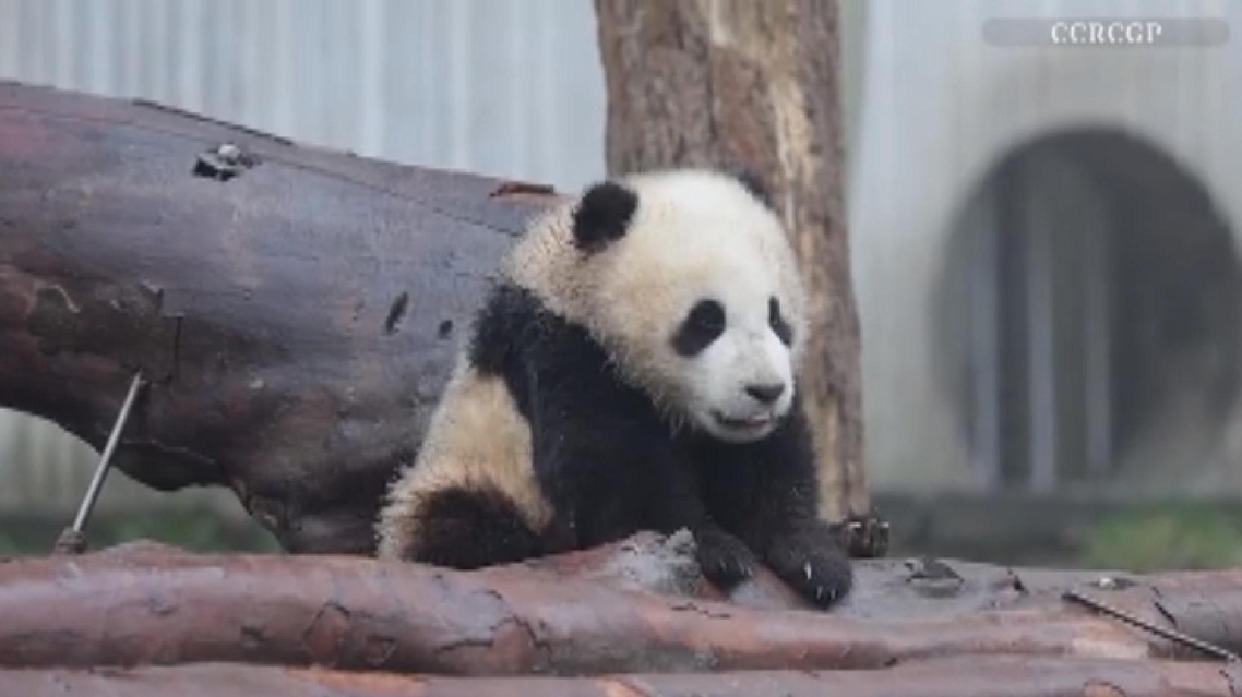 Anak Panda Menikmati Semangkuk susu dan tidur siang di pusat konservasi