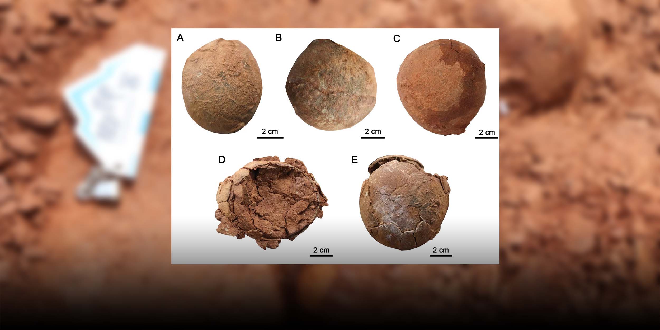 Penemuan spesies telur baru memberikan bukti fosil tambahan bagi spheroolithidae dan memperluas distribusi paleogeografisnya di Asia Timur