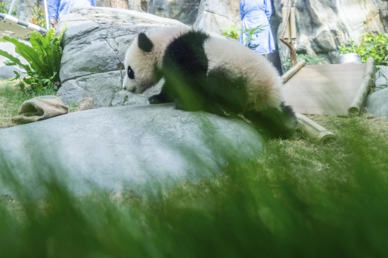 Bayi panda raksasa pertama yang lahir di Ocean Park Hong Kong  diperkenalkan ke publik pada hari Minggu(16/2) dan warga didorong untuk mengusulkan nama bagi bayi kembar itu