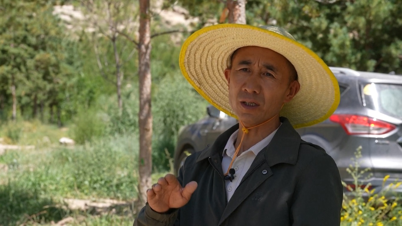 Proyek Penghijauan selama Satu Dekade di Lhasa Berhasil Ubah Pegunungan Berbatu Jadi Hutan