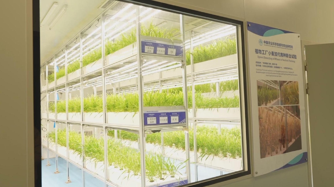 Pabrik Tanaman 20 Lantai di Sichuan Mengeksplorasi Pertanian Modern