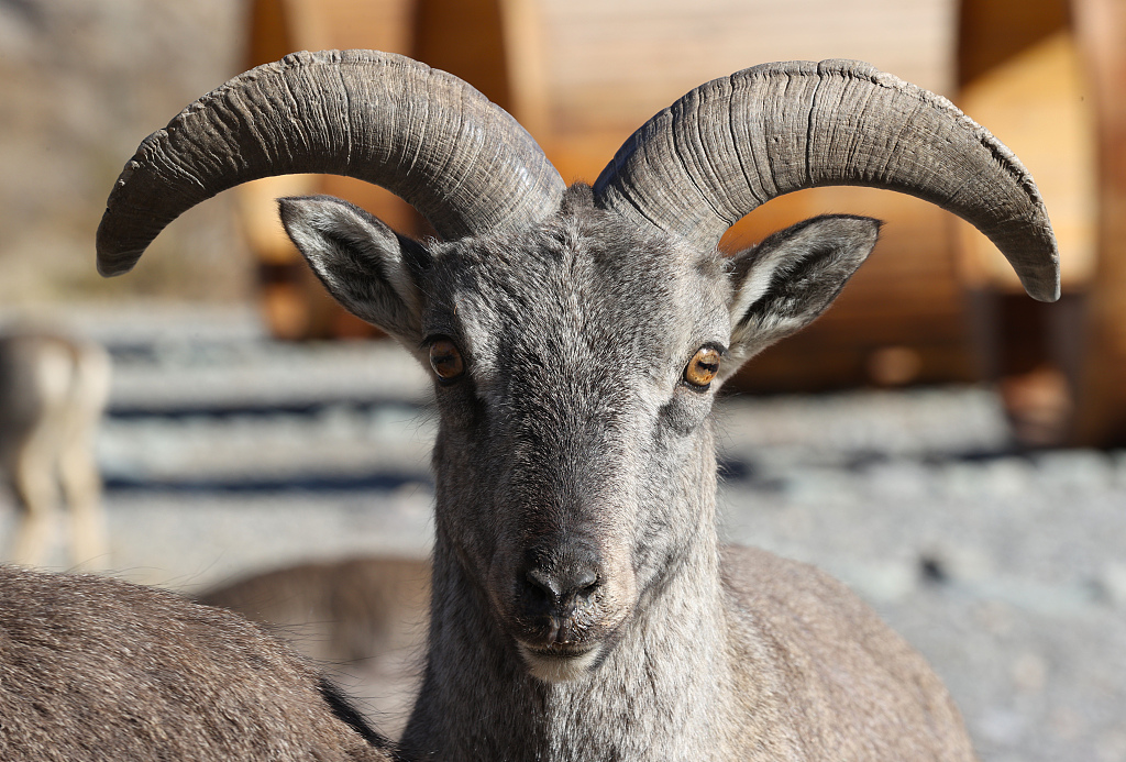 Dengan populasi dan skalanya meningkat setiap tahun