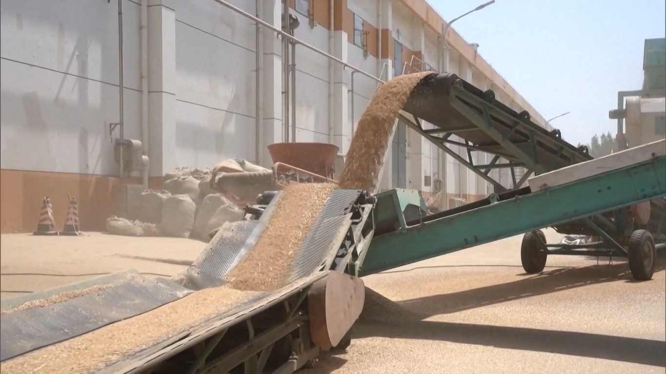 Lebih dari 50 Juta Ton Gandum Musim Panas Dibeli di Seluruh Tiongkok