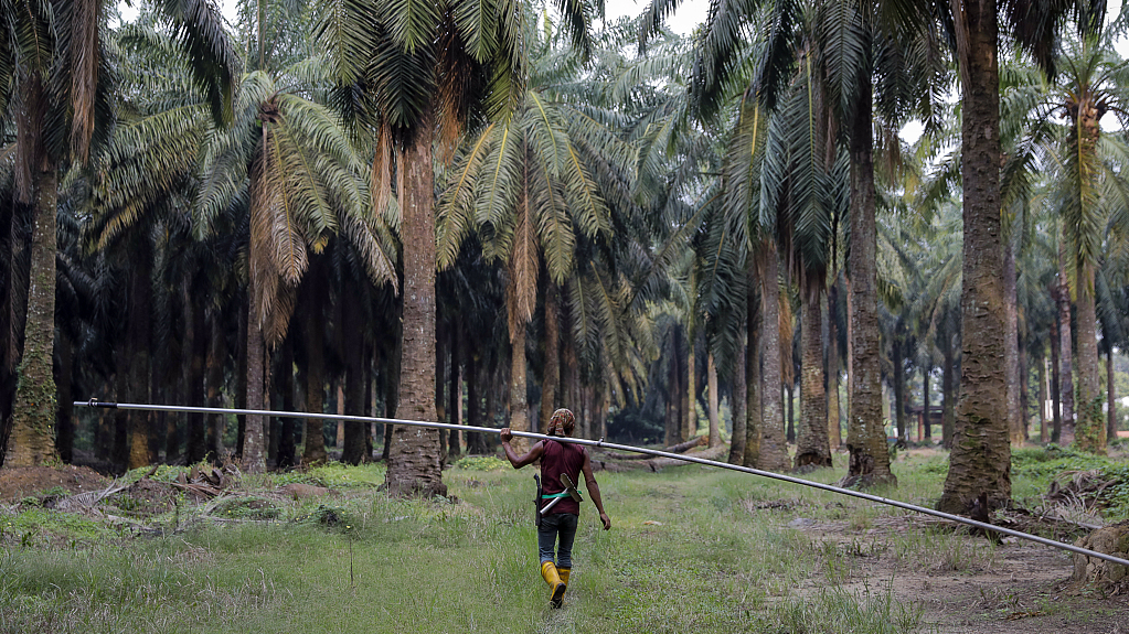 Presiden Indonesia Joko Widodo dan Perdana Menteri Malaysia Anwar Ibrahim minggu ini sepakat untuk memerangi diskriminasi terhadap kelapa sawit dan memperkuat kerja sama melalui Dewan Negara Penghasil Minyak Sawit (CPOPC)