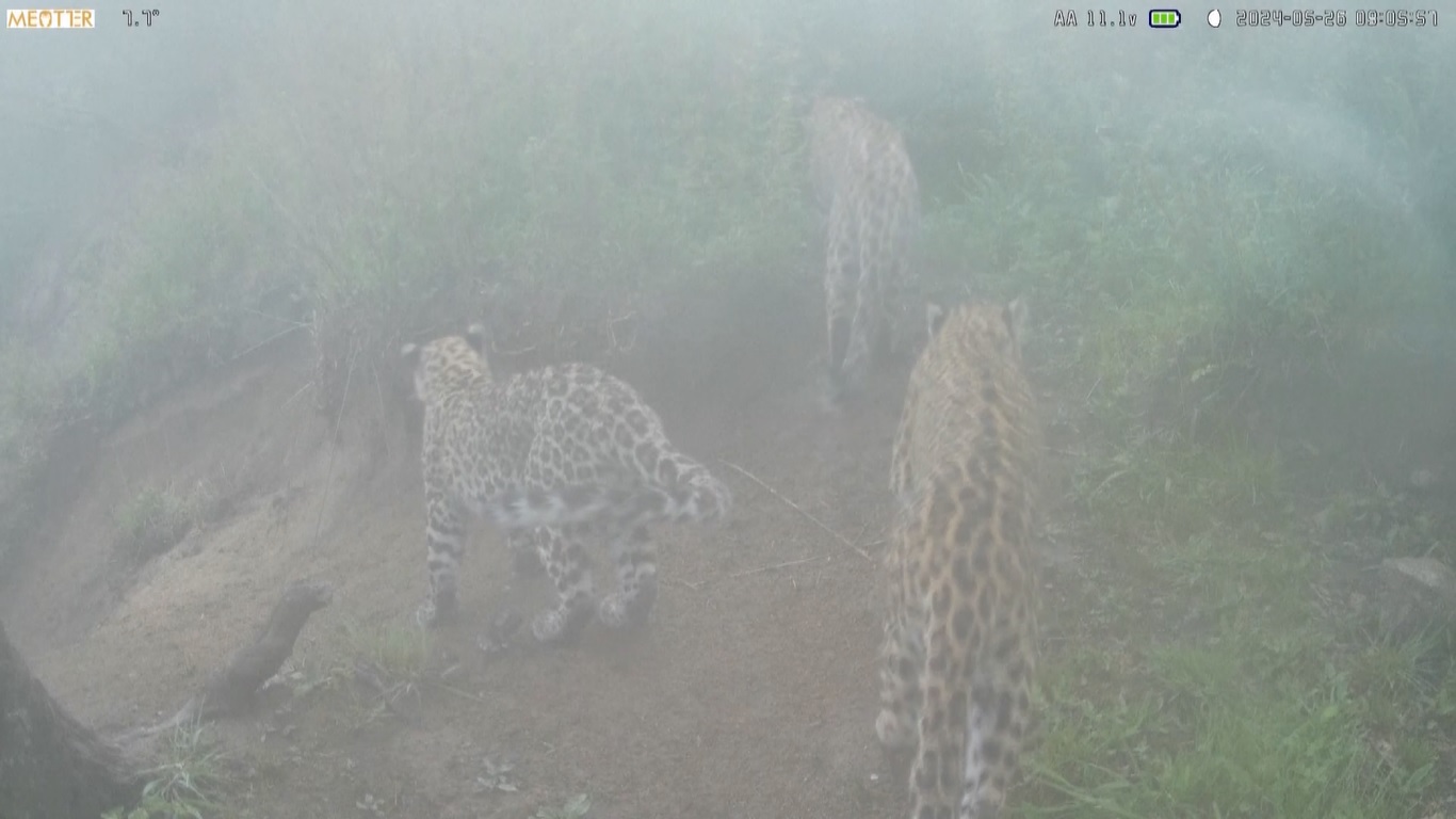Tiga macan tutul yang kuat itu tertangkap sedang berjalan-jalan di sepanjang jalan setapak pada sore yang cerah tanggal 16 Mei 2024