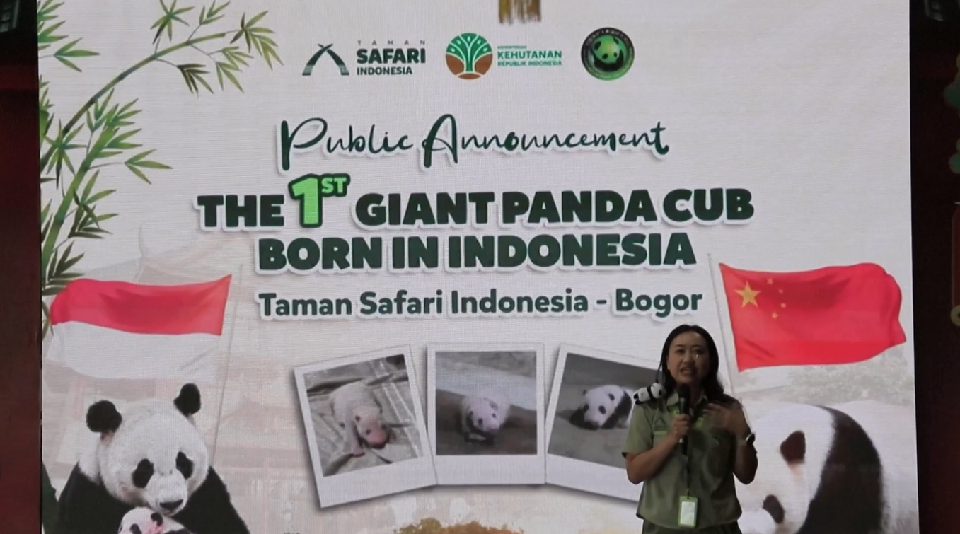 Panda Pertama yang Lahir di Indonesia dalam Keadaan Sehat setelah 40 Hari Kelahiran