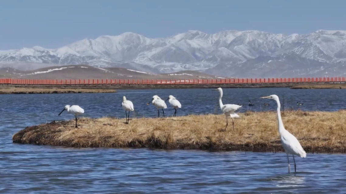 Lahan Basah di Gansu Menyambut Burung-Burung Migran
