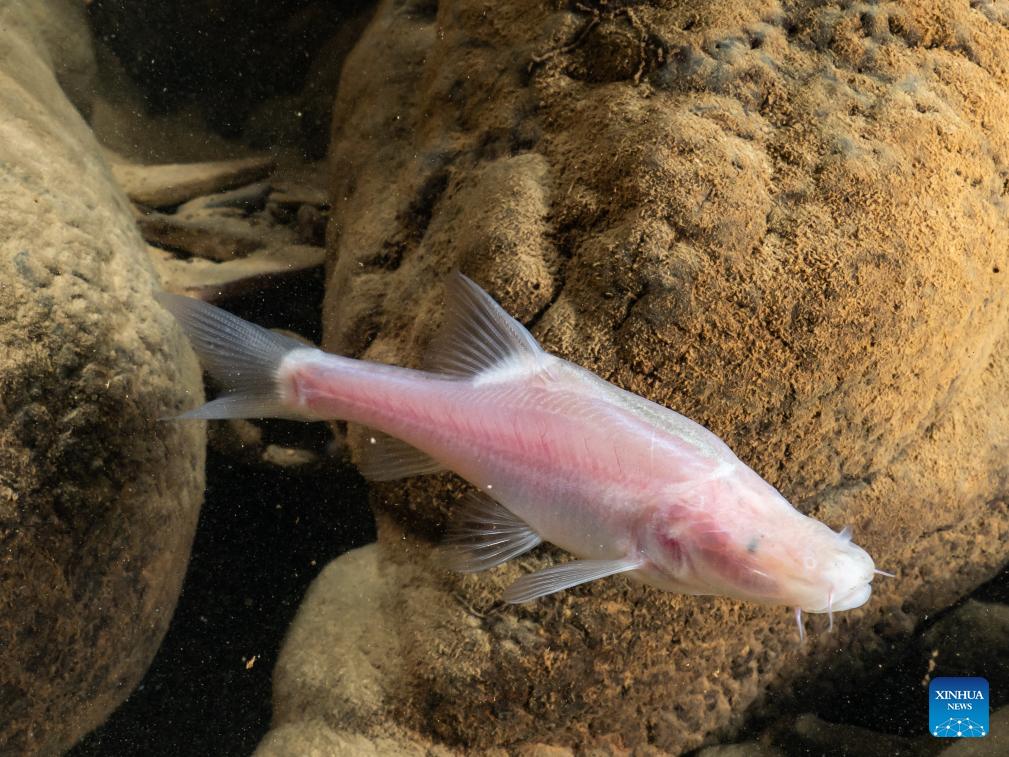 Ikan buta ini mungkin akibat dari lingkungan gelap habitatnya di sungai bawah tanah yang terletak di gua karst