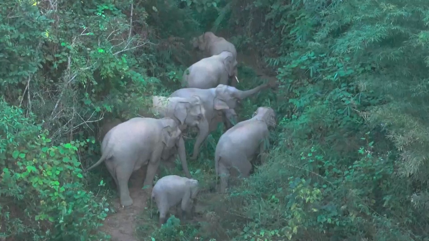 Kawanan gajah tersebut menarik perhatian dunia empat tahun lalu saat mereka melakukan perjalanan ke utara dari hutan hujan tropis Xishuangbanna ke pinggiran Kunming