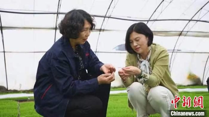 Ketahanan pangan serta modernisasi pertanian dan pedesaan selalu menjadi fokus perhatian Komite Sentral PKT dan rakyat Tiongkok