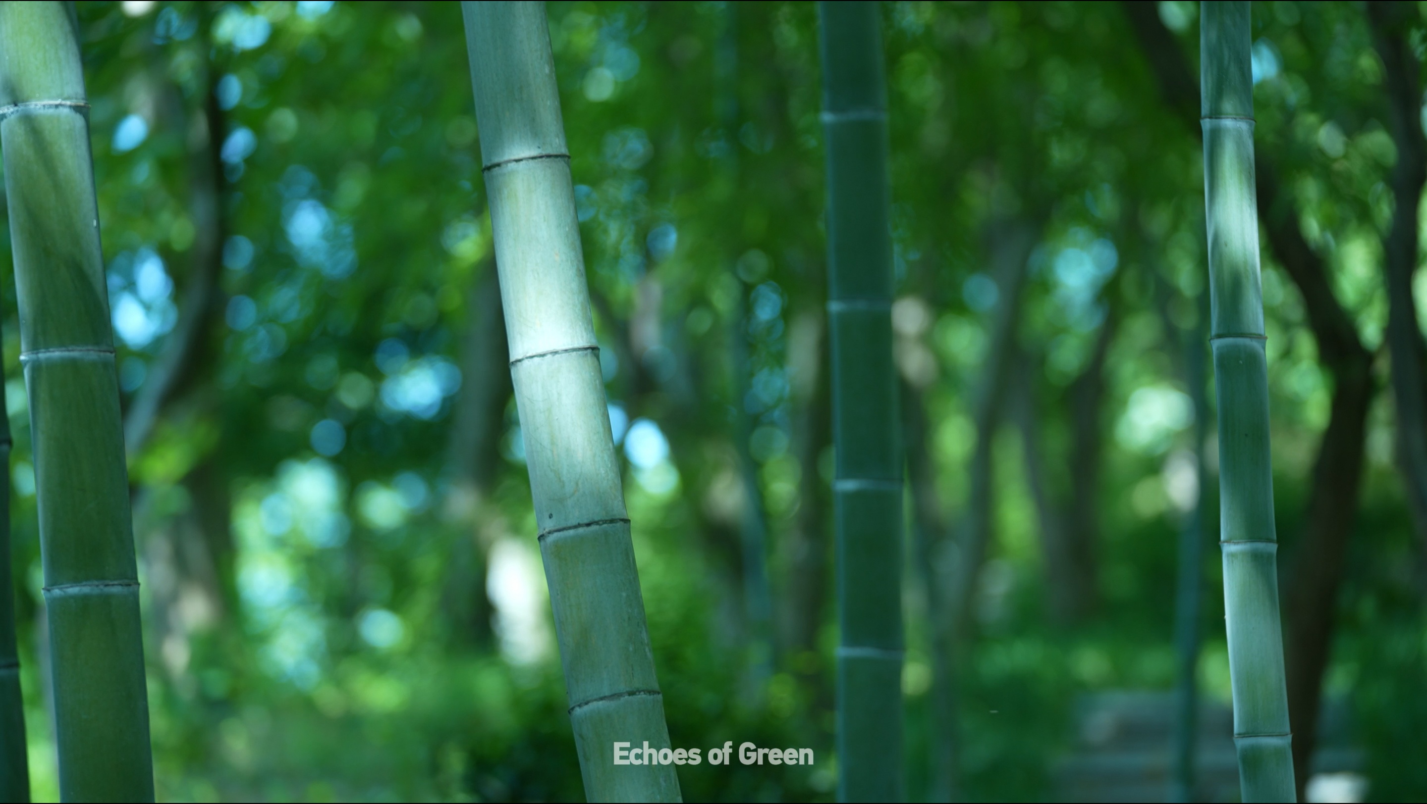 Suara Bambu: Suara Alam di Anji