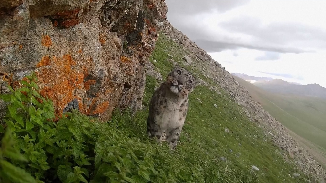Penemuan ini menyoroti Nagqu sebagai habitat utama macan tutul salju di jantung Dataran Tinggi Qinghai-Tibet