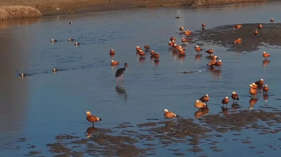 Burung-burung Migrasi Menghiasi Lahan Basah Sungai Nanyang di Shanxi