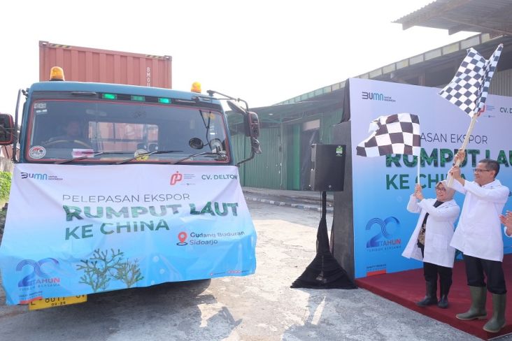 Rumput laut yang diekspor ini berasal dari Bau Bau