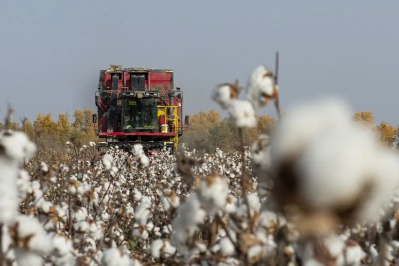 roduksi kapas di Xinjiang mencapai 5