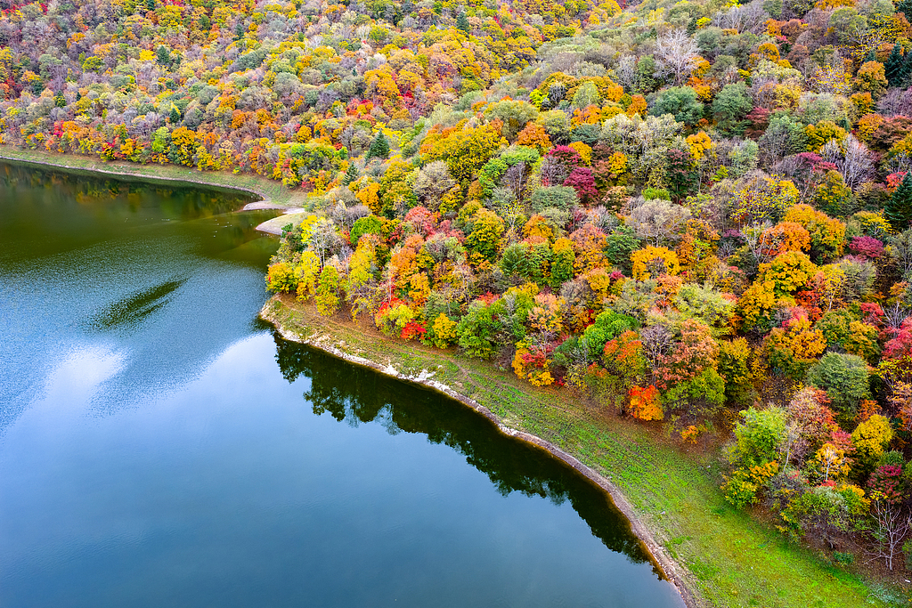 Musim Gugur Mewarnai Hutan di Timur Laut Tiongkok