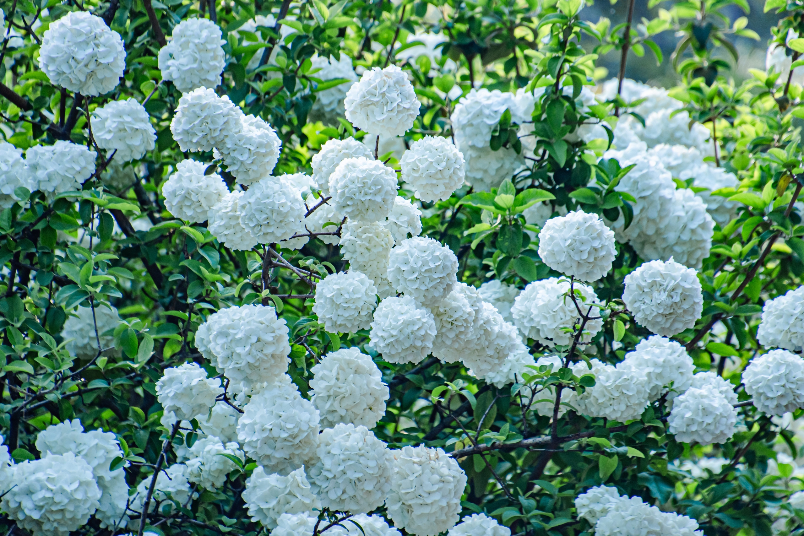 Saat musim semi tiba di Taman Yangmeidu Ganzhou Provinsi Jiangxi di Tiongkok timur rumpun bunga bola salju Tiongkok sejenis tanaman hydrangea viburnum mengubah pemandangan menjadi pemandangan yang indah