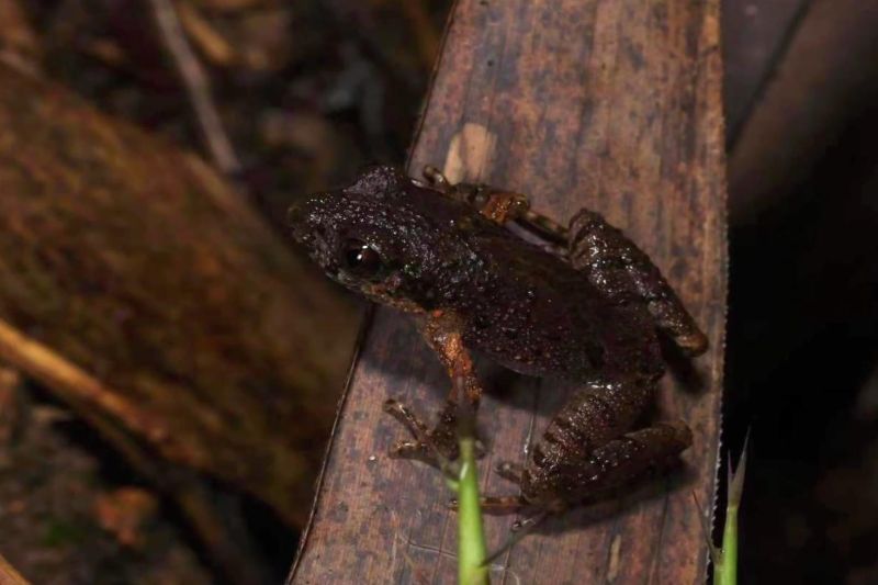 Spesies kodok verrucous leaf litter ditemukan untuk pertama kalinya dalam proyek pengukuran keanekaragaman hayati di Cagar Alam Provinsi Pegunungan Bijia di Lianshan