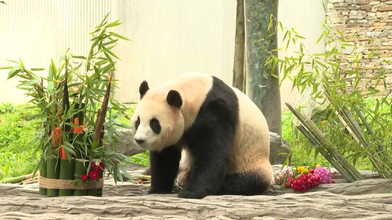 Fu Bao tampak puas mengunyah bambu dengan santai ketika para kru kamera dan anggota masyarakat menyaksikannya di sebuah kandang luar ruangan di pusat panda raksasa Shenshuping