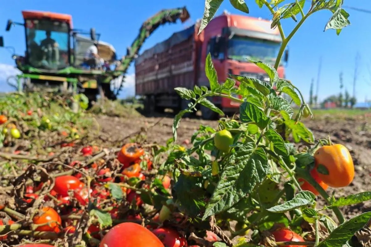Para ilmuwan tersebut melakukan uji rasa pada lebih dari 100 varietas tomat dan mengidentifikasi 33 senyawa rasa yang memengaruhi preferensi konsumen