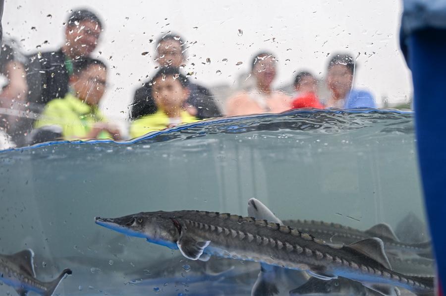 Lebih dari 20000 ikan sturgeon Tiongkok generasi kedua dilepaskan ke Sungai Yangtze