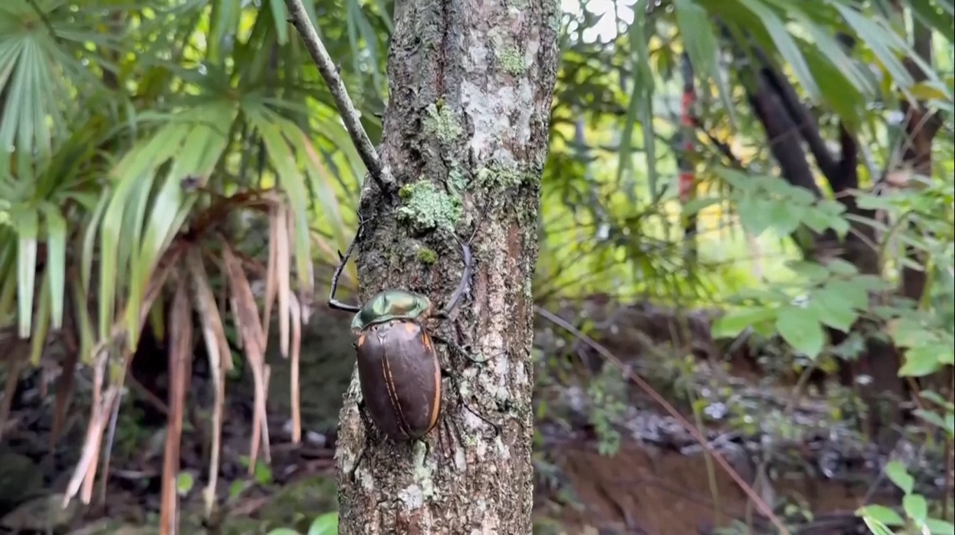 Kumbang Langka Ditemukan di Provinsi Shaanxi