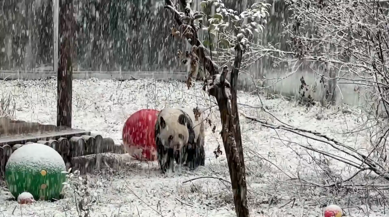 Panda Raksasa Ini Bermain-main di Salju di Taman Shaanxi