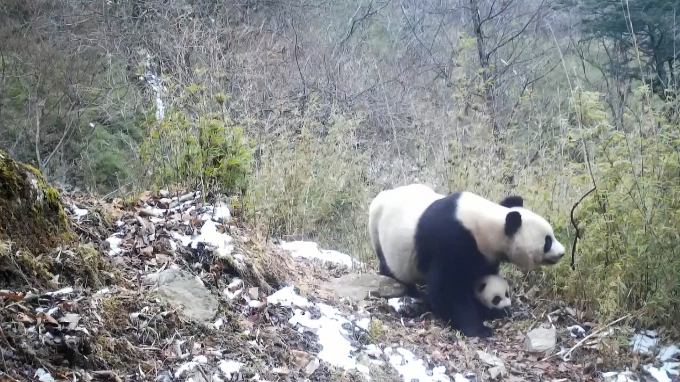 Koridor Ekologi Hubungkan Kembali Populasi Panda Raksasa di Tiongkok