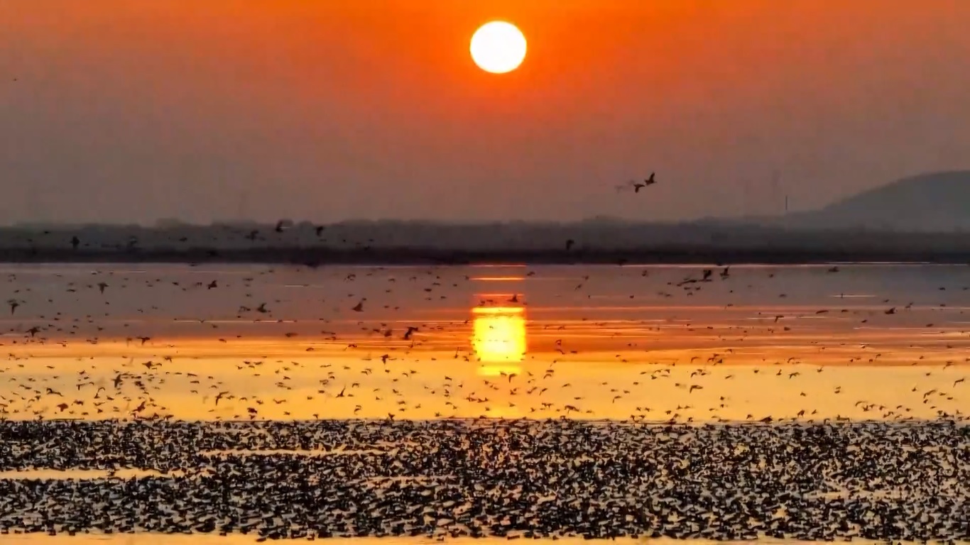Mereka mulai berdatangan ke kota tersebut setelah liburan Festival Musim Semi