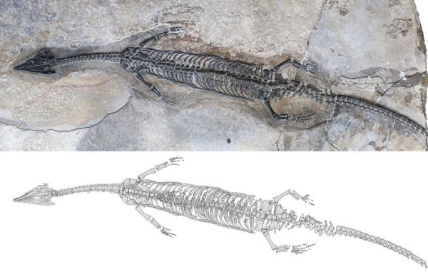 Spesies yang diberi nama Luopingosaurus ini merupakan reptil laut mirip kadal