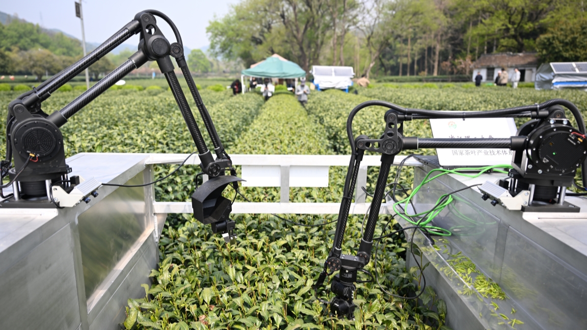 Mirip dengan pemetik teh manusia yang mengandalkan pengalaman robot menggunakan kecerdasan buatan (AI) untuk mengidentifikasi kuncup dan daun teh secara otomatis